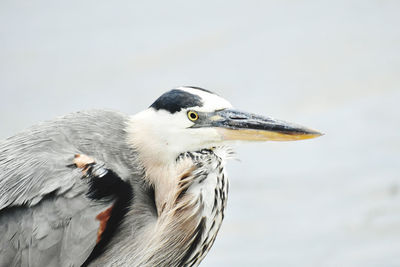 Close-up of a blue heron 