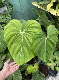 Close-up of hand holding leaves