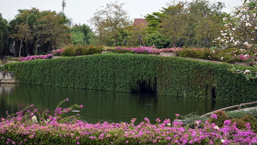 Purple flowering plants in park