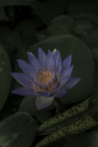 Close-up of flowers