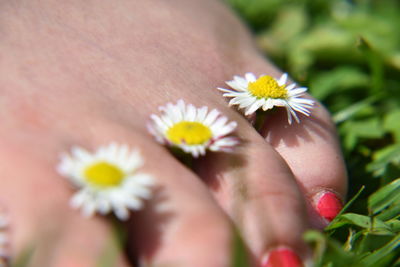 Close-up of white daisy flowers