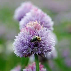 Close-up of insect on flower