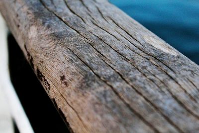 Close-up of lizard