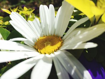 Close-up of flower blooming outdoors