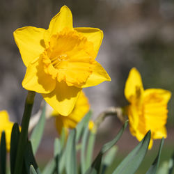 Close-up of yellow flowering plant