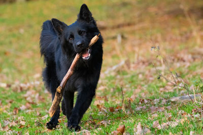 Black dog looking away on field