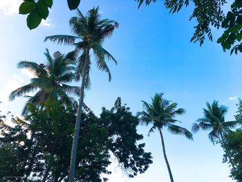 Low angle view of coconut palm trees against sky