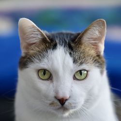 Close-up portrait of cat