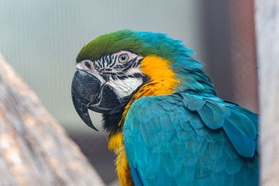 Close-up of a parrot