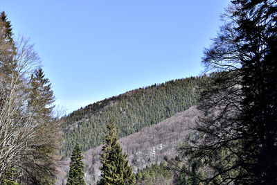 Low angle view of trees against blue sky