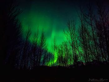 Low angle view of trees in forest at night