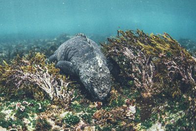 Fish swimming in sea