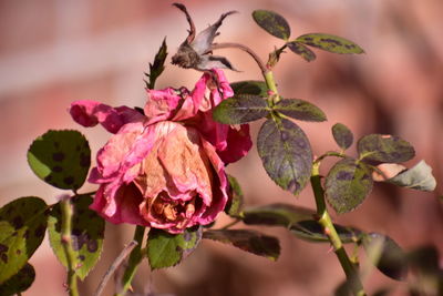 Close-up of pink flowering plant