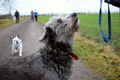 Dog on field