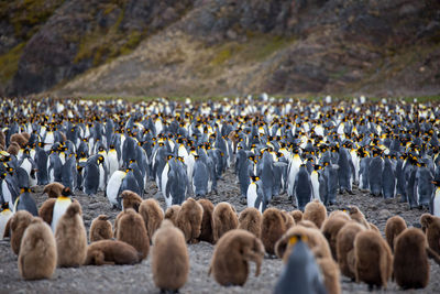 Flock of birds perching on land