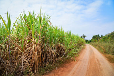 Road amidst agricultural field against sky