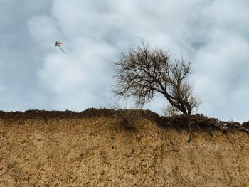 Low angle view of bird flying over land