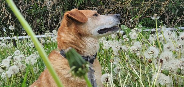 Close-up of a dog on field