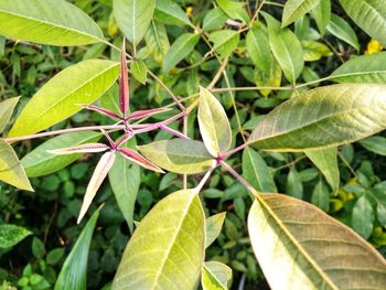 Close-up of plant