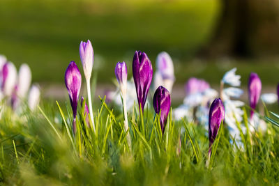 Close-up of purple crocus flowers on field