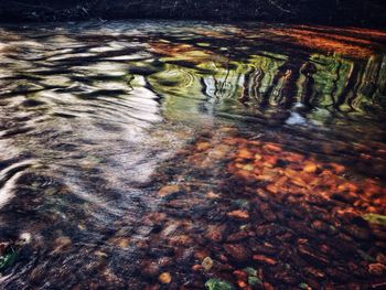 Reflection of trees in water