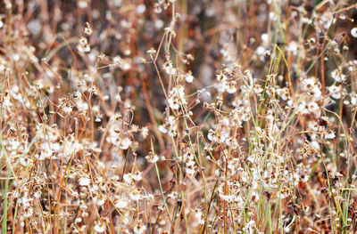 Close-up of flowering plants on field