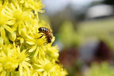 Close-up of bee pollinating on yellow flower