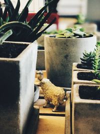 Close-up of cat on potted plant at home