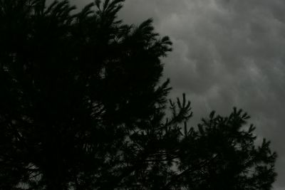 Low angle view of trees against sky