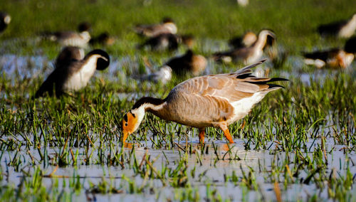 Close-up of birds on field