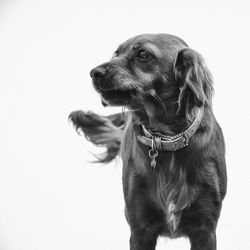 Close-up of dog against white background