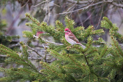 Beautiful male purple finch perched on coniferous tree branch