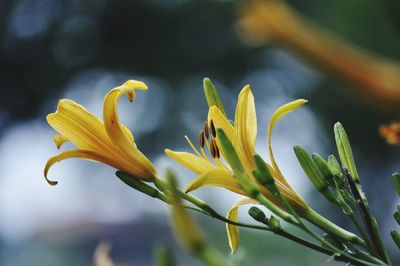 Close-up of yellow flowering plant