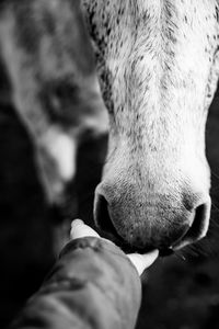 Hand touching nose of white horse, gentle animals, cute friendship.