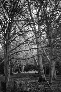 Bare trees on landscape against sky