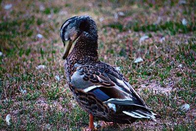 Close-up of a bird on field