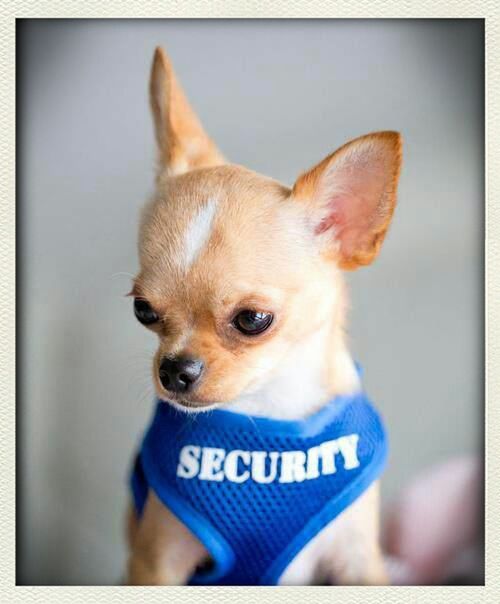 Chihuahua Security On Patrol <3