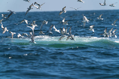 Seagulls flying over sea