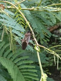 Close-up of caterpillar on plant