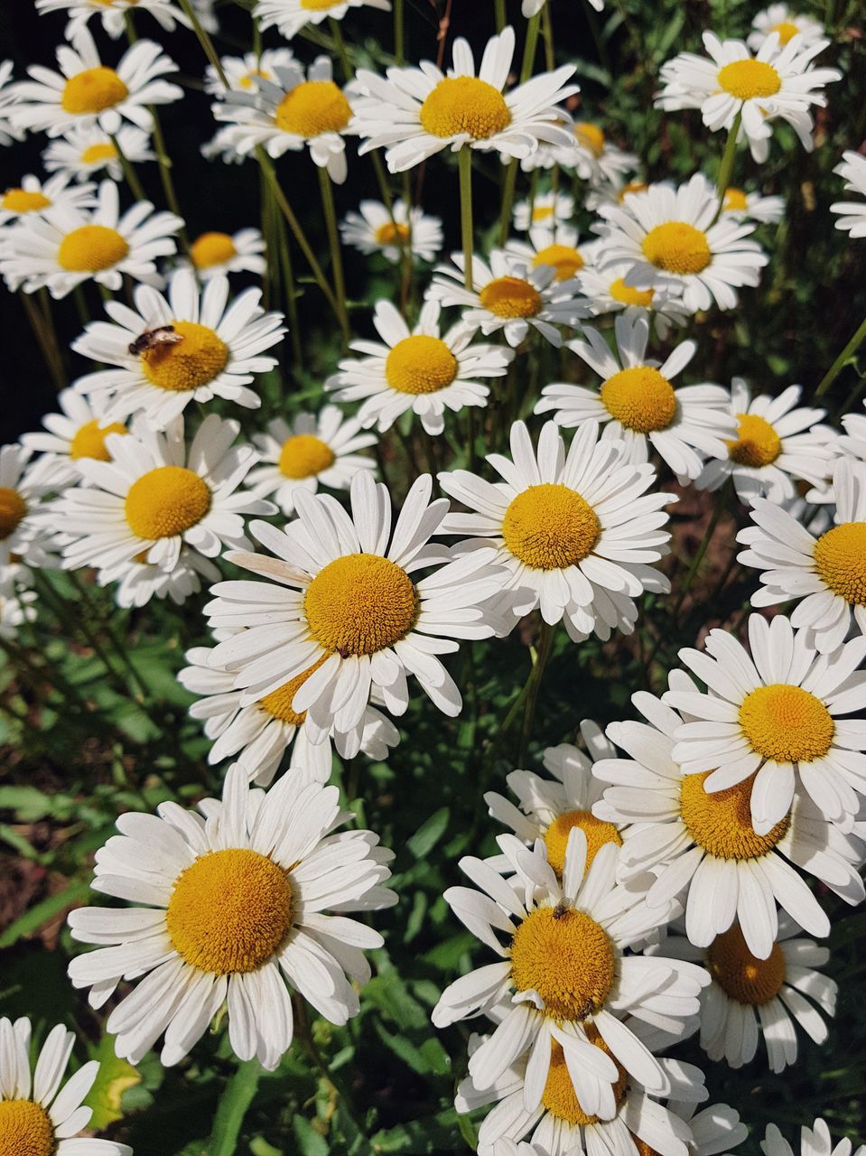 CLOSE-UP OF WHITE DAISIES