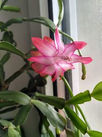 Close-up of pink flowering plant