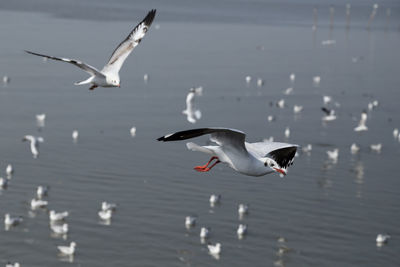 Seagulls flying over lake