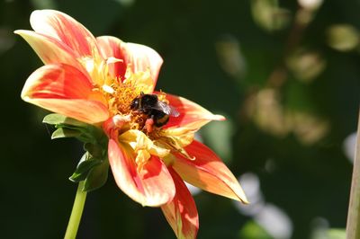 Close-up of bee pollinating on flower