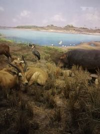 View of birds on field against sky