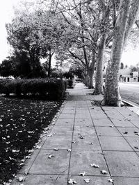 Trees in park against sky in city