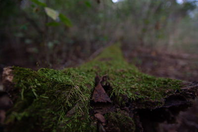 Close-up of moss growing on tree trunk
