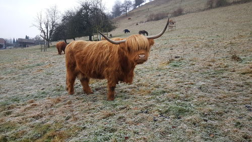 Highland cattle standing on tree