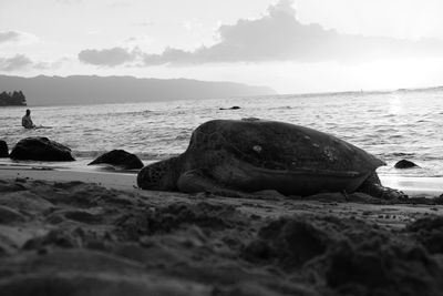 Close-up of crab on rock by sea against sky