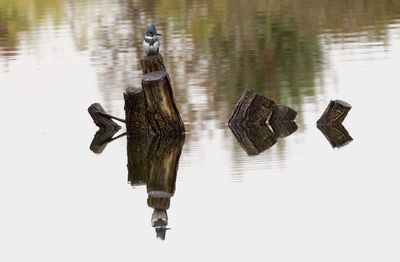 View of duck swimming in lake