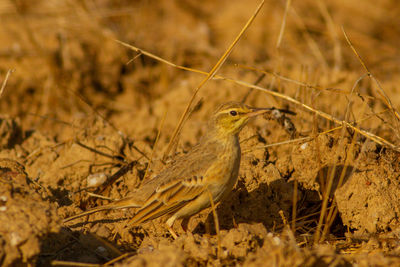 Close-up of a bird on land